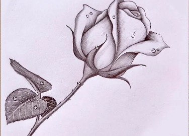 "Detailed drawing of a rose with completed petals and stem"